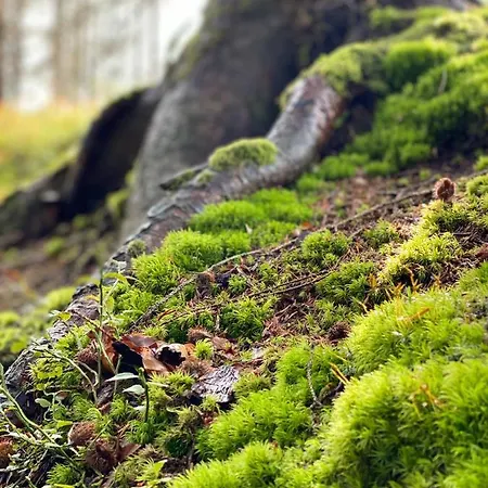 شقة No 19 In The Black Forest *