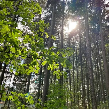 No 19 In The Black Forest 아파트 상트블라신